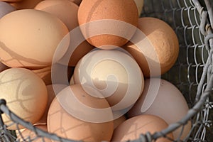 Fresh morning and organic chicken eggs in a metal basket