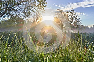 Fresh morning with sun rays and grass dew dawn trees