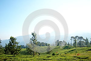 A fresh morning at tea garden