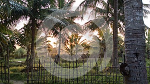 Fresh morning time in the tropical coconut farm.