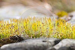 Fresh moss with buds at spring time