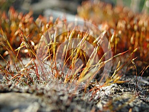 Fresh moss close up