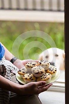 Fresh muffins with chocolate decoration next to a window, cute hungry white dog is watching the food.