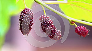 Fresh mulberries hang on a tree swaying in the wind