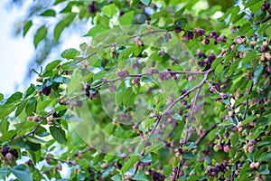 Fresh mulberry berries on tree, mulberry tree