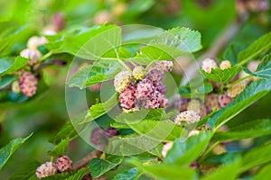 Fresh mulberry berries on tree, mulberry tree