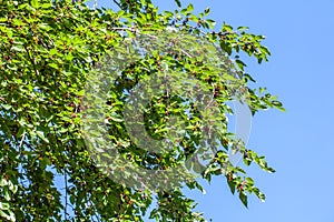 Fresh mulberry berries on tree, mulberry tree