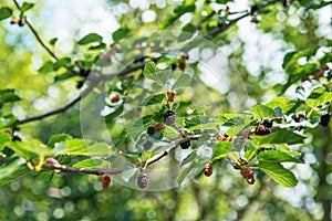 Fresh mulberry, black ripe and red unripe mulberries