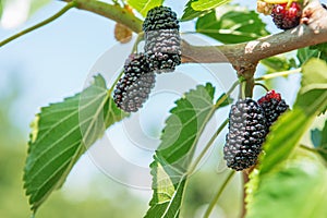 Fresh mulberry, black ripe and red unripe mulberries