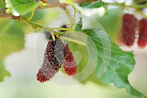 Fresh mulberry , black ripe and red unripe mulberries on the bra