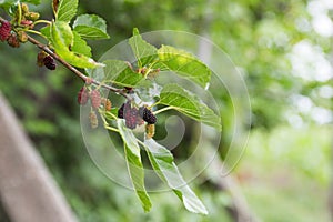 Fresh mulberry , black ripe and red unripe mulberries on the branch