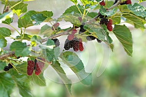 Fresh mulberry , black ripe and red unripe mulberries on the bra