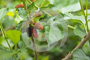 Fresh mulberry , black ripe and red unripe mulberries on the branch of tree