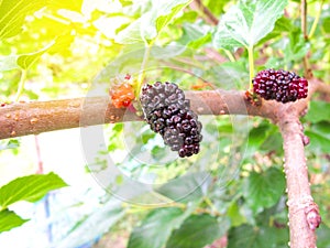 Fresh mulberry black ripe and red unripe mulberries on the branch of tree