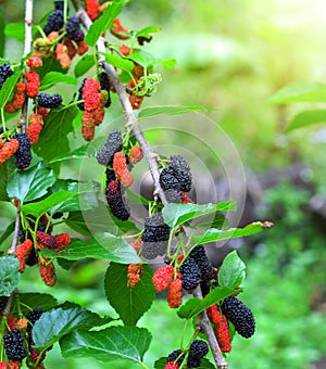 Fresh mulberry, black ripe and red unripe mulberries in farm