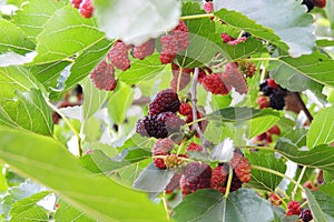 Fresh mulberry on the branch of tree.