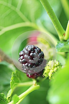 Fresh mulberry on the branch of the tree, black ripe and red unripe mulberry, he