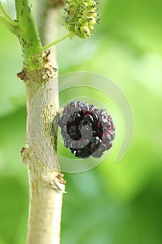 Fresh mulberry on the branch of the tree, black ripe and red unripe mulberry, he