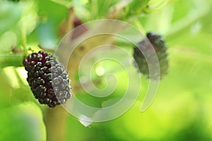 Fresh mulberry on the branch of the tree, black ripe and red unripe mulberry, he