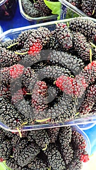 Fresh Mulberry Fruit Closeup
