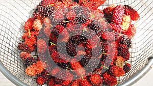 Fresh mulberry fruit in sieve