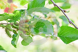 Fresh Mulberry fruits on tree, Mulberry with very useful for the treatment and protect of various diseases, Organic fresh, unripe.