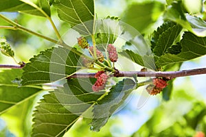 Fresh mulberry, green and red mulberries on the branch of tree.