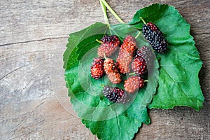 Fresh Mulberry and leaves