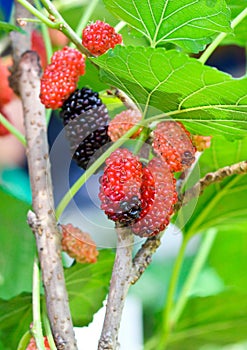 Fresh mulberry