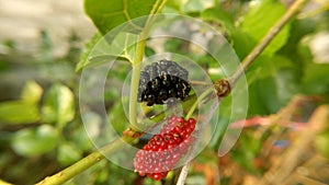 Fresh Mulberry on the tree blured.