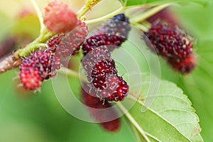 Fresh mulberry on tree / Ripe red mulberries fruit on branch and green leaf in the garden