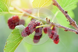 Fresh mulberry on tree Ripe red mulberries fruit on branch and green leaf in the garden background