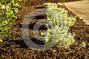 Fresh mulch in a garden