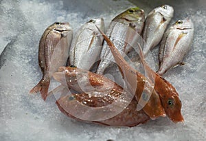 Fresh mullet at fish market photo