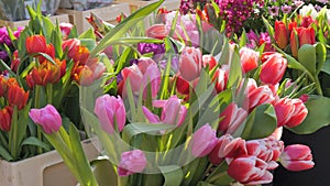 Fresh multi colored and various tulips and other flowers in bouquets are sold in an open market. Spring flowers