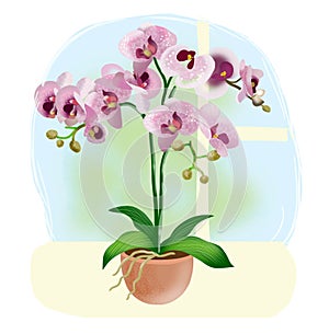 Fresh multicolored pink orchids on a delicate background