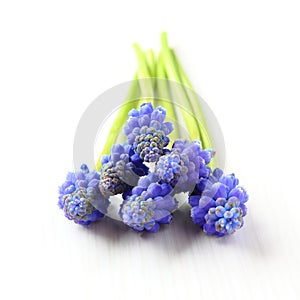 Fresh muscari grape hyacinth flowers