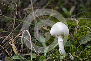 Fresh mushroom