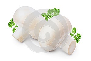 Fresh mushroom champignon isolated on white background with clipping path