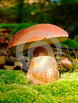 Fresh mushroom on the moos pillow photo