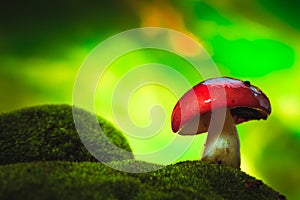 Fresh mushroom russula white stalk grows on moss photo