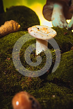 Fresh mushroom russula white stalk grows on moss photo