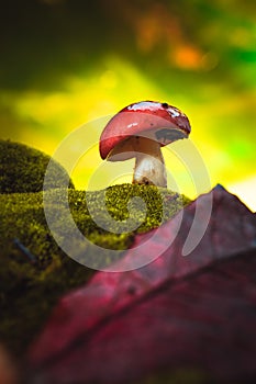 Fresh mushroom russula white stalk grows on moss photo