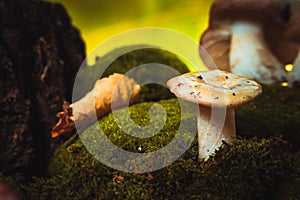 Fresh mushroom russula white stalk grows on moss photo