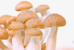 Fresh mushroom on white