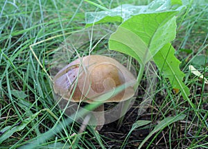 Fresh mushrooms