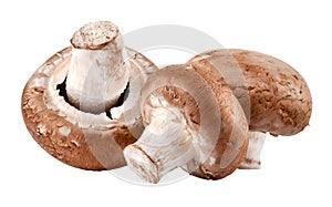 Fresh mushrooms champignon isolated white background.