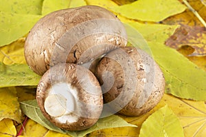 fresh mushrooms and champignons