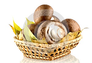 fresh mushrooms and champignons , on white background