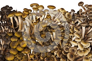 Fresh Mushrooms Chiodini